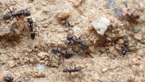 Tapinoma (nigerrimum)